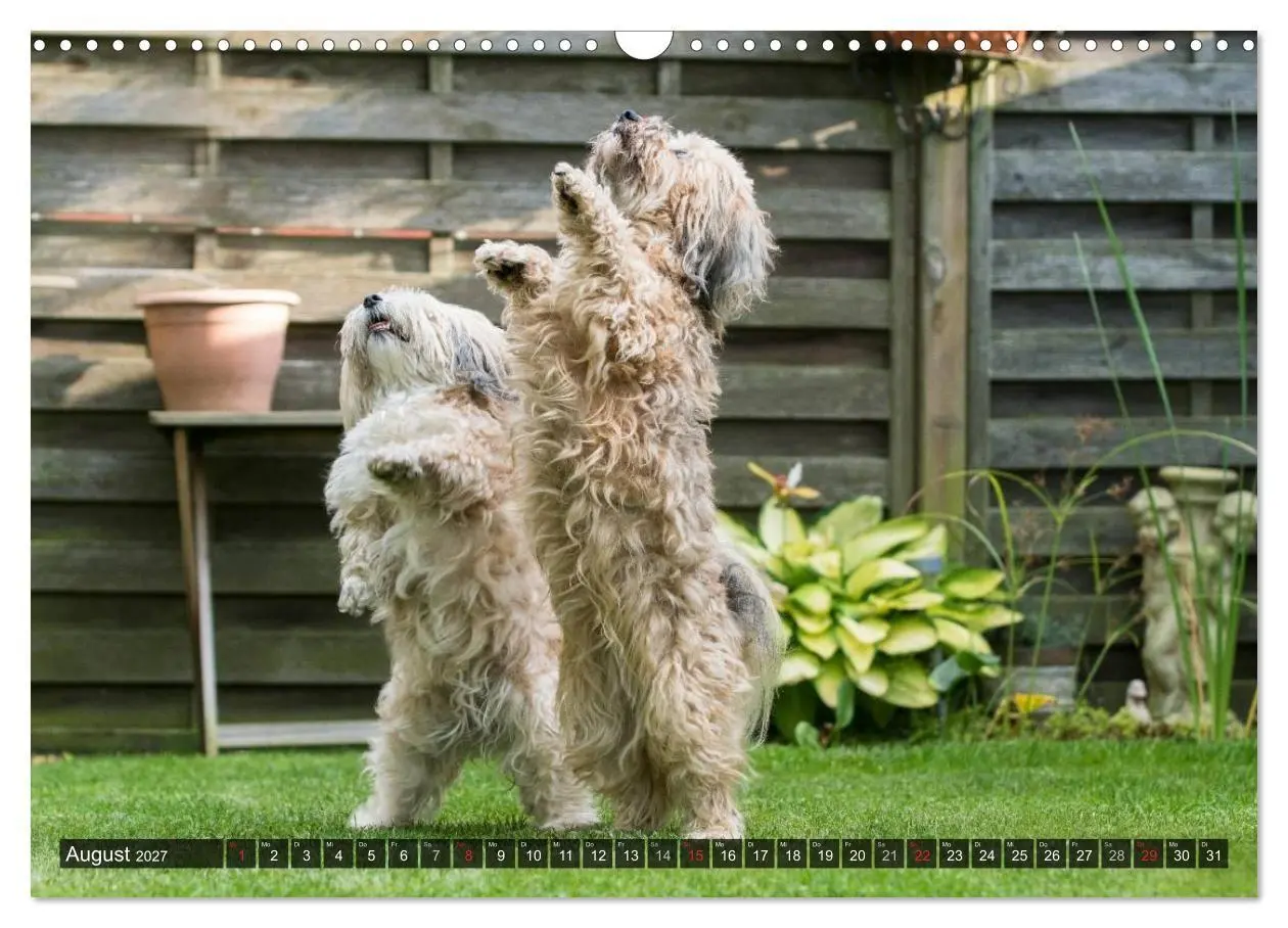 Bild: 9783569990494 | Spaß mit Havanesern (Wandkalender 2027 DIN A3 quer), CALVENDO...