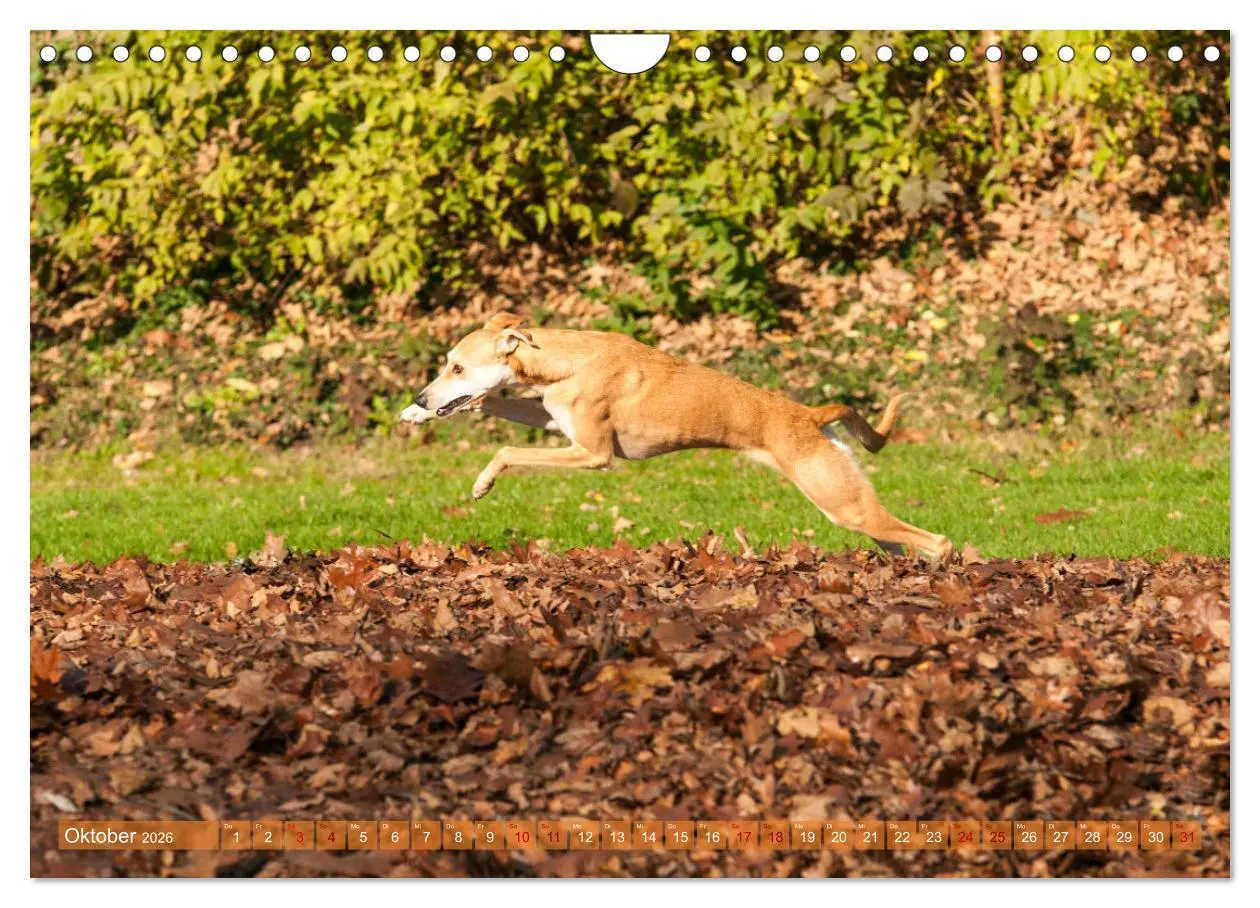 Bild: 9783457620694 | Witziger Windhund - Portugiesischer Galgo (Wandkalender 2026 DIN A4...