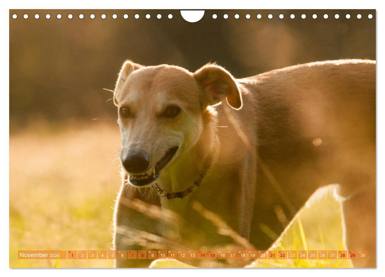 Bild: 9783457620694 | Witziger Windhund - Portugiesischer Galgo (Wandkalender 2026 DIN A4...