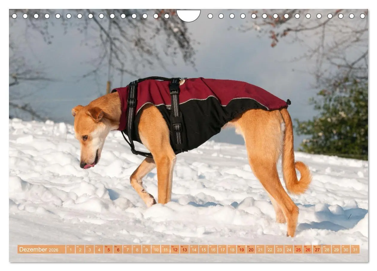 Bild: 9783457620694 | Witziger Windhund - Portugiesischer Galgo (Wandkalender 2026 DIN A4...