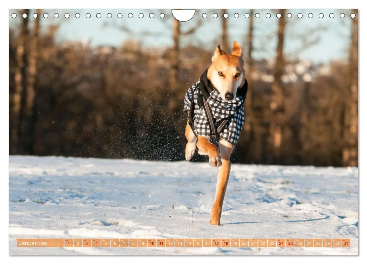 Bild: 9783457620694 | Witziger Windhund - Portugiesischer Galgo (Wandkalender 2026 DIN A4...