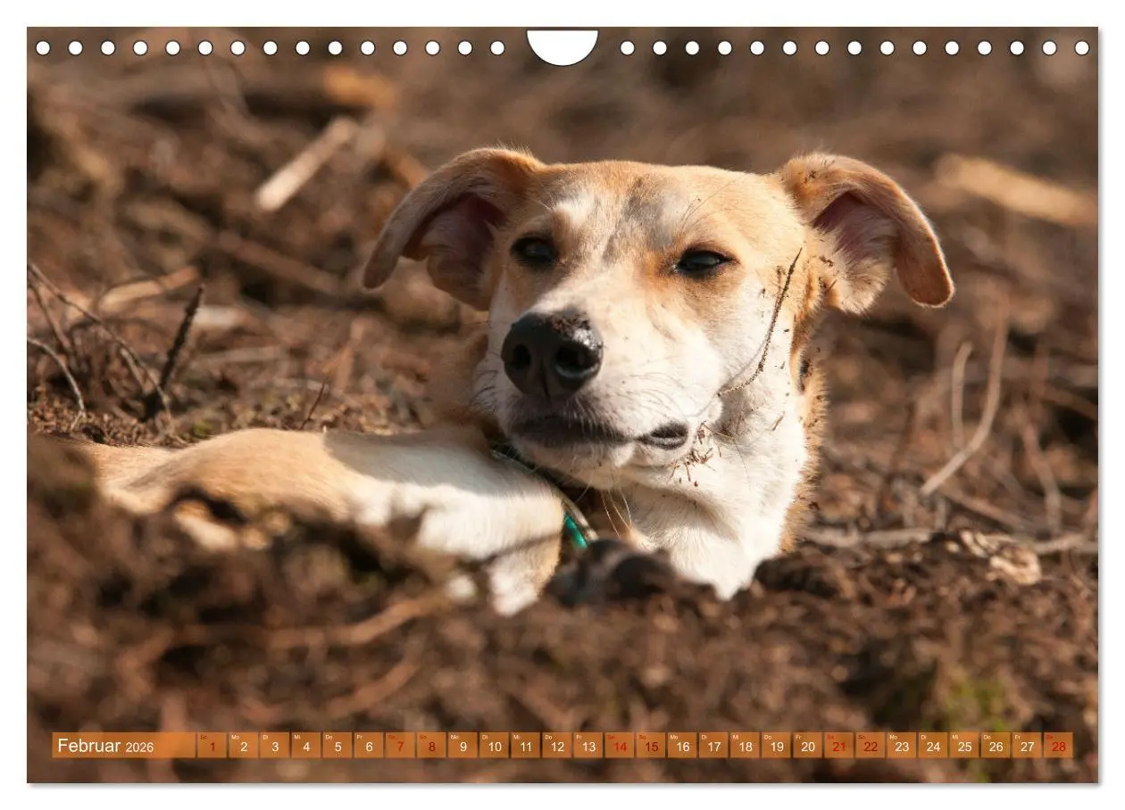 Bild: 9783457620694 | Witziger Windhund - Portugiesischer Galgo (Wandkalender 2026 DIN A4...