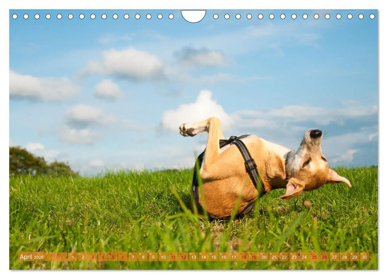 Bild: 9783457620694 | Witziger Windhund - Portugiesischer Galgo (Wandkalender 2026 DIN A4...