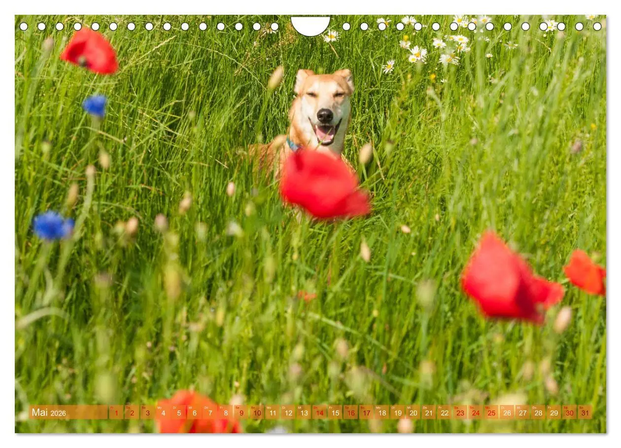 Bild: 9783457620694 | Witziger Windhund - Portugiesischer Galgo (Wandkalender 2026 DIN A4...