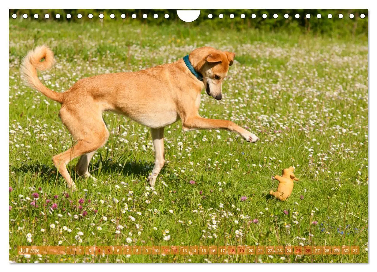 Bild: 9783457620694 | Witziger Windhund - Portugiesischer Galgo (Wandkalender 2026 DIN A4...