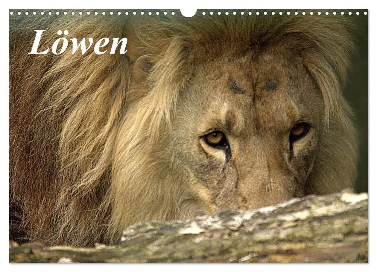 Cover: 9783516190694 | Löwen (Wandkalender 2026 DIN A3 quer), CALVENDO Monatskalender | Klatt