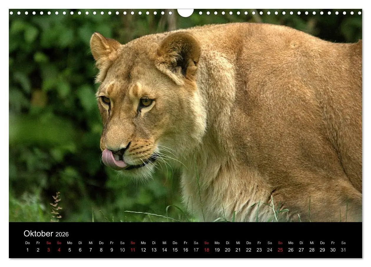 Bild: 9783516190694 | Löwen (Wandkalender 2026 DIN A3 quer), CALVENDO Monatskalender | Klatt
