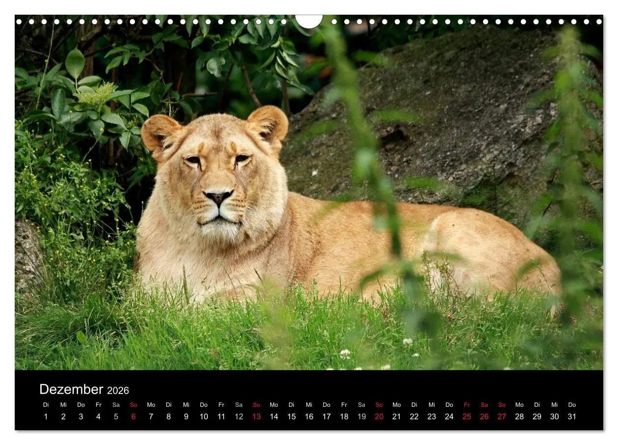 Bild: 9783516190694 | Löwen (Wandkalender 2026 DIN A3 quer), CALVENDO Monatskalender | Klatt