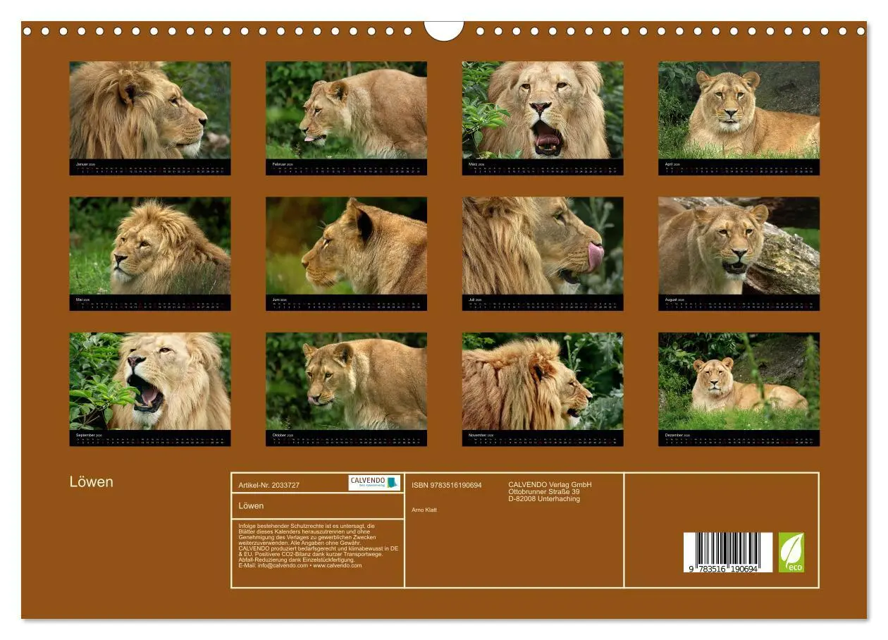 Bild: 9783516190694 | Löwen (Wandkalender 2026 DIN A3 quer), CALVENDO Monatskalender | Klatt