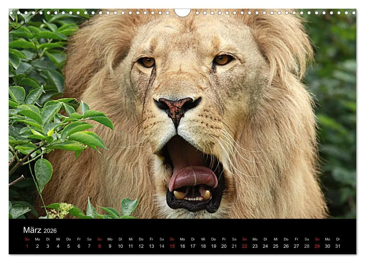 Bild: 9783516190694 | Löwen (Wandkalender 2026 DIN A3 quer), CALVENDO Monatskalender | Klatt