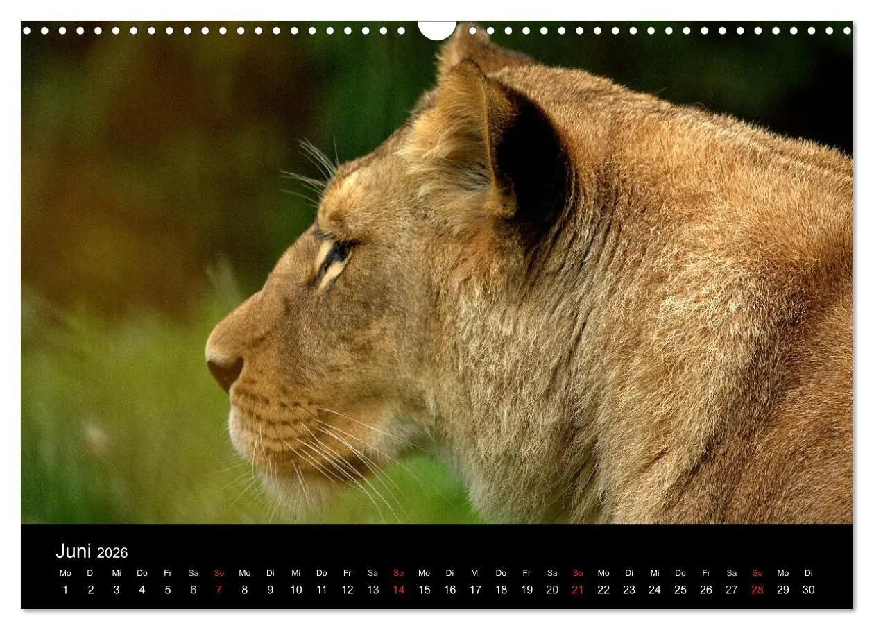 Bild: 9783516190694 | Löwen (Wandkalender 2026 DIN A3 quer), CALVENDO Monatskalender | Klatt