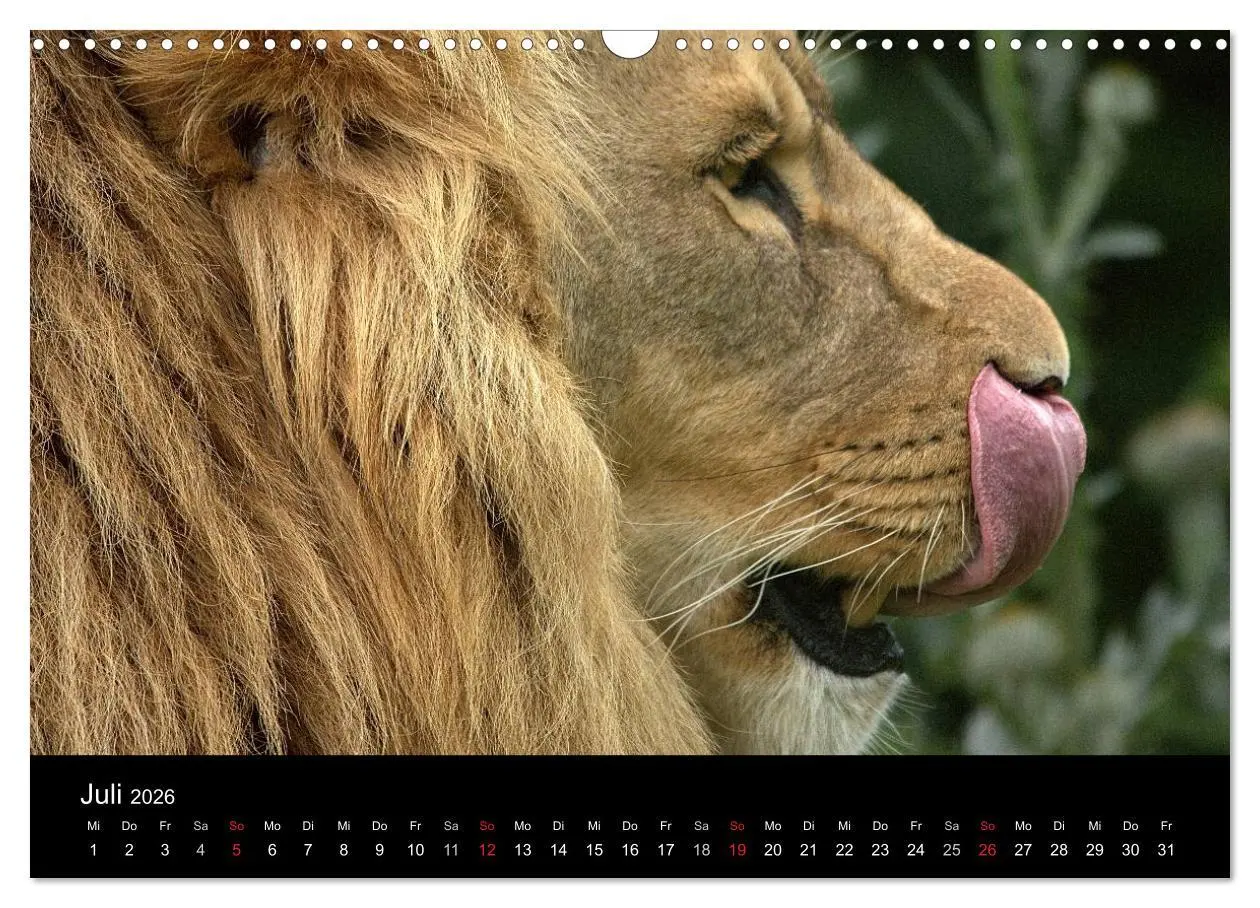Bild: 9783516190694 | Löwen (Wandkalender 2026 DIN A3 quer), CALVENDO Monatskalender | Klatt