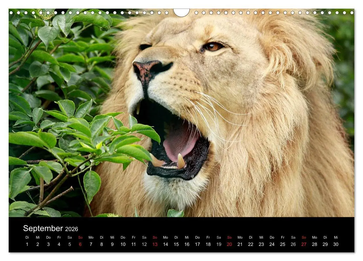 Bild: 9783516190694 | Löwen (Wandkalender 2026 DIN A3 quer), CALVENDO Monatskalender | Klatt
