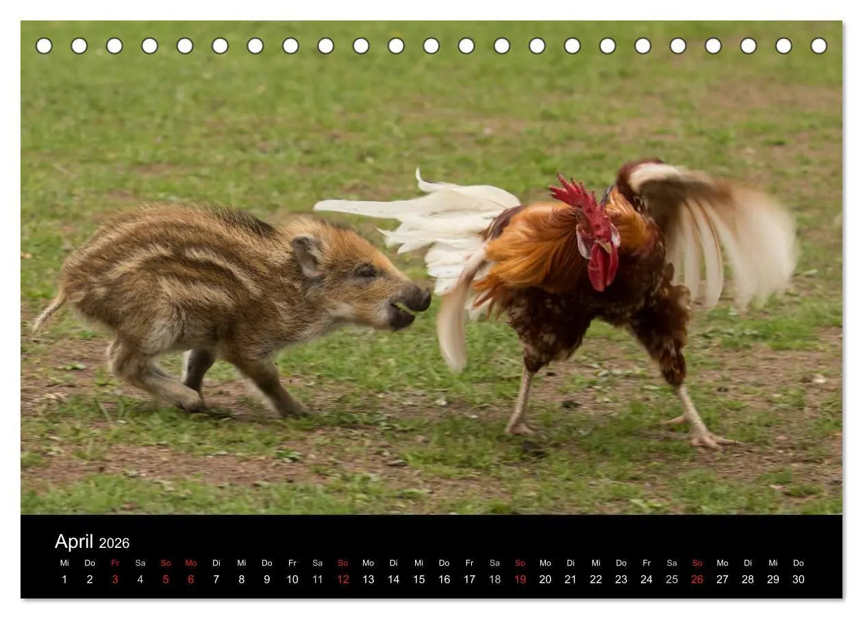 Bild: 9783516000894 | Kleine Schweinereien (Tischkalender 2026 DIN A5 quer), CALVENDO...