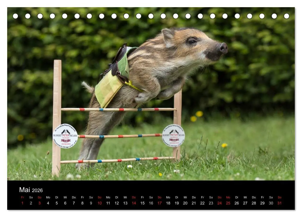 Bild: 9783516000894 | Kleine Schweinereien (Tischkalender 2026 DIN A5 quer), CALVENDO...
