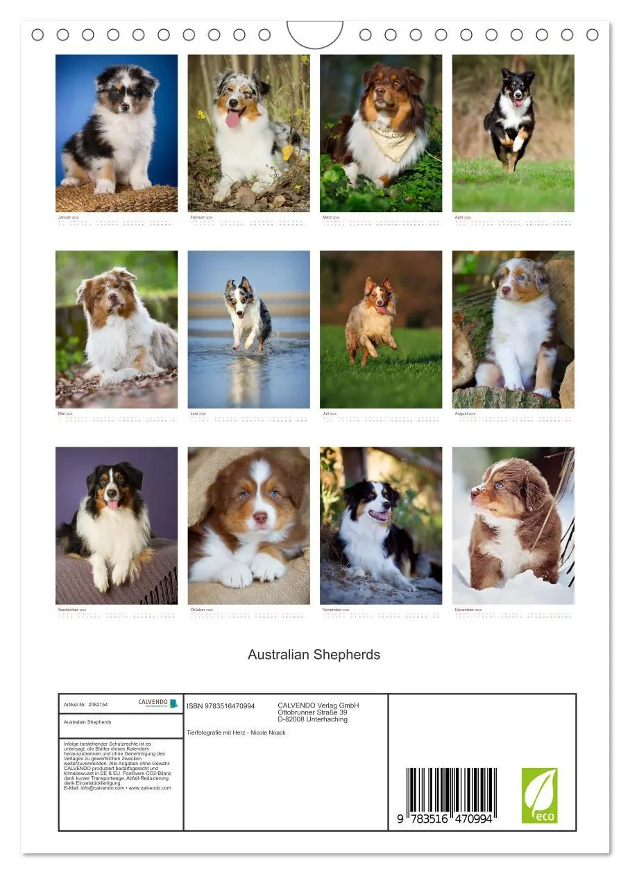 Bild: 9783516470994 | Australian Shepherds (Wandkalender 2026 DIN A4 hoch), CALVENDO...
