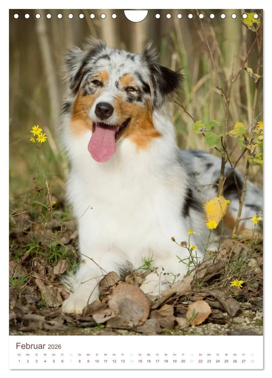 Bild: 9783516470994 | Australian Shepherds (Wandkalender 2026 DIN A4 hoch), CALVENDO...