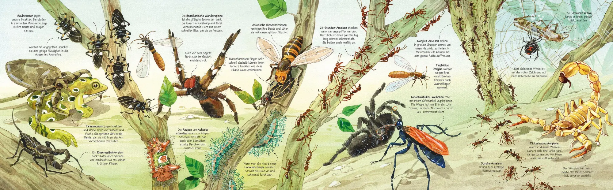 Bild: 9781035701094 | Krabbeltiere - richtig groß | Emily Bone | Buch | 16 S. | Deutsch
