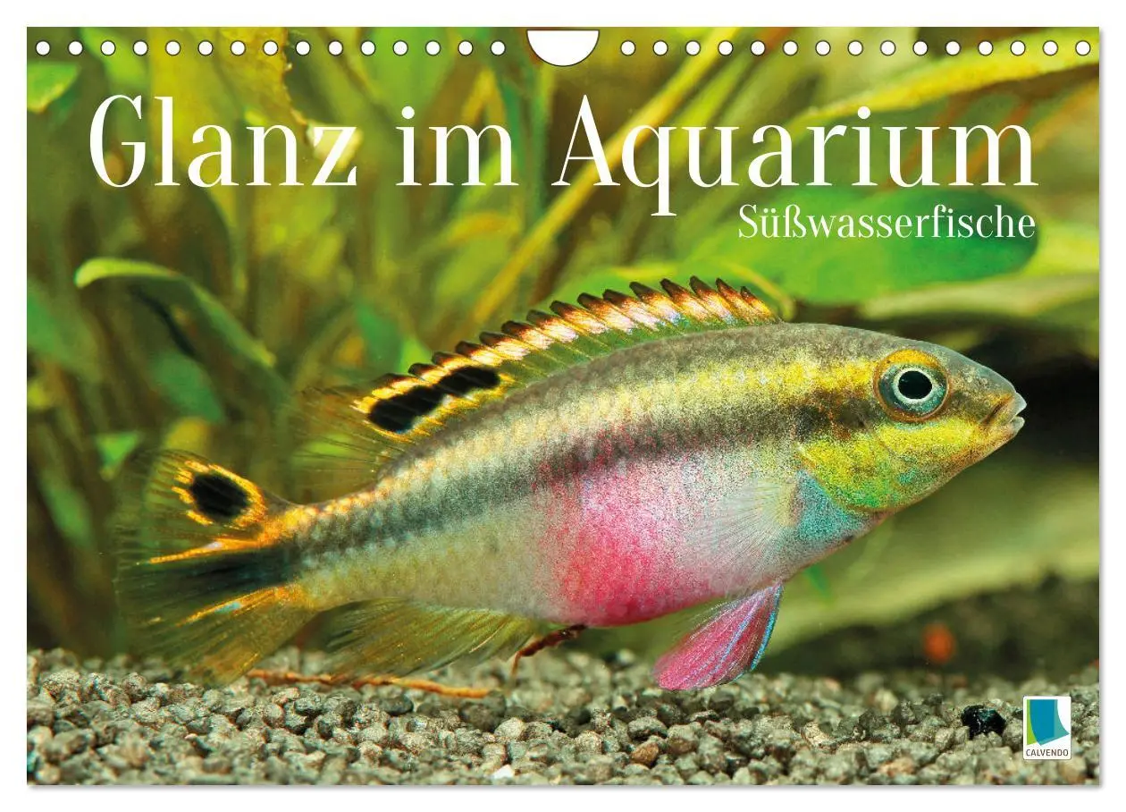Cover: 9783457271094 | Glanz im Aquarium: Süßwasserfische (Wandkalender 2026 DIN A4 quer),...