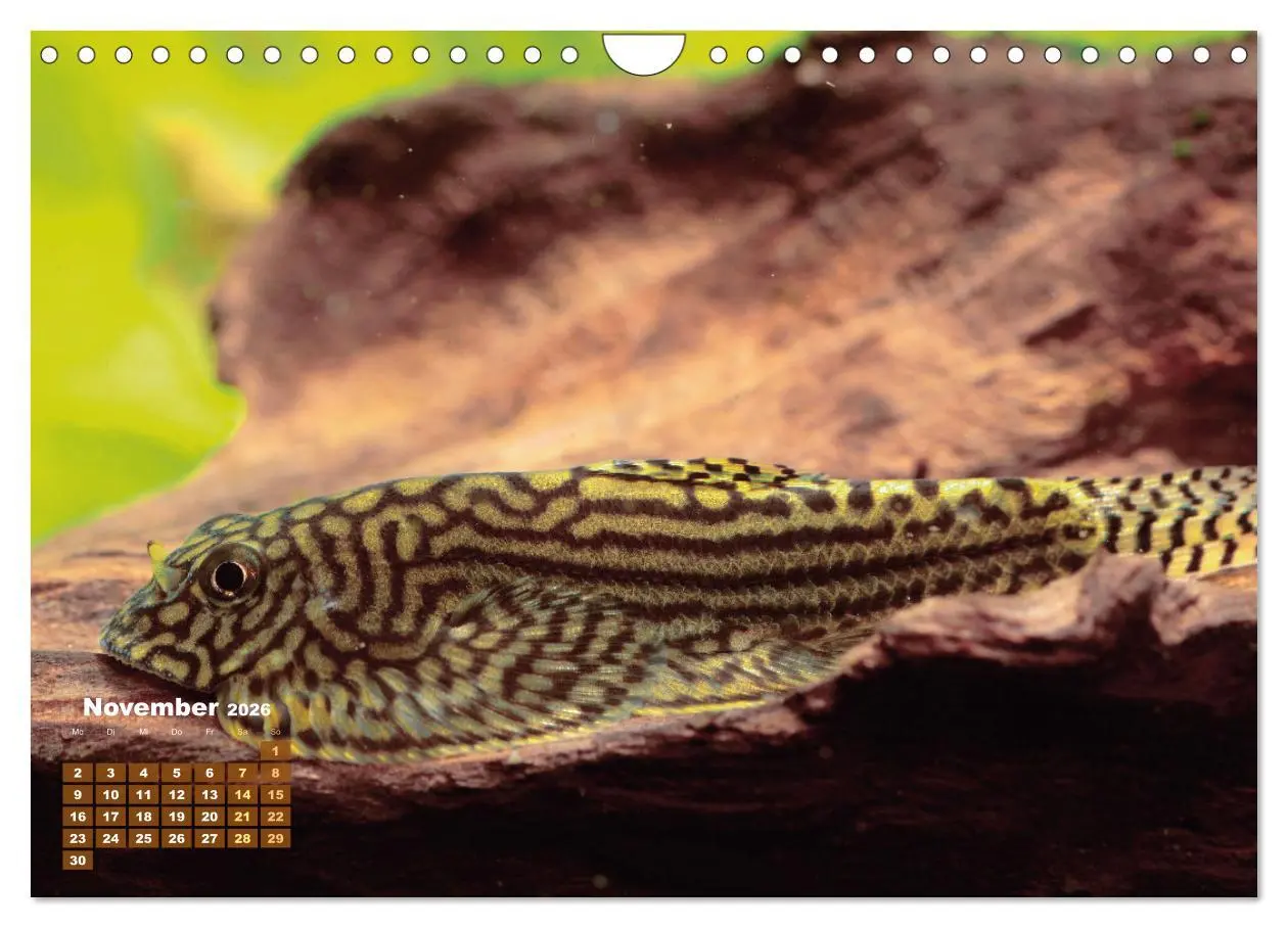 Bild: 9783457271094 | Glanz im Aquarium: Süßwasserfische (Wandkalender 2026 DIN A4 quer),...