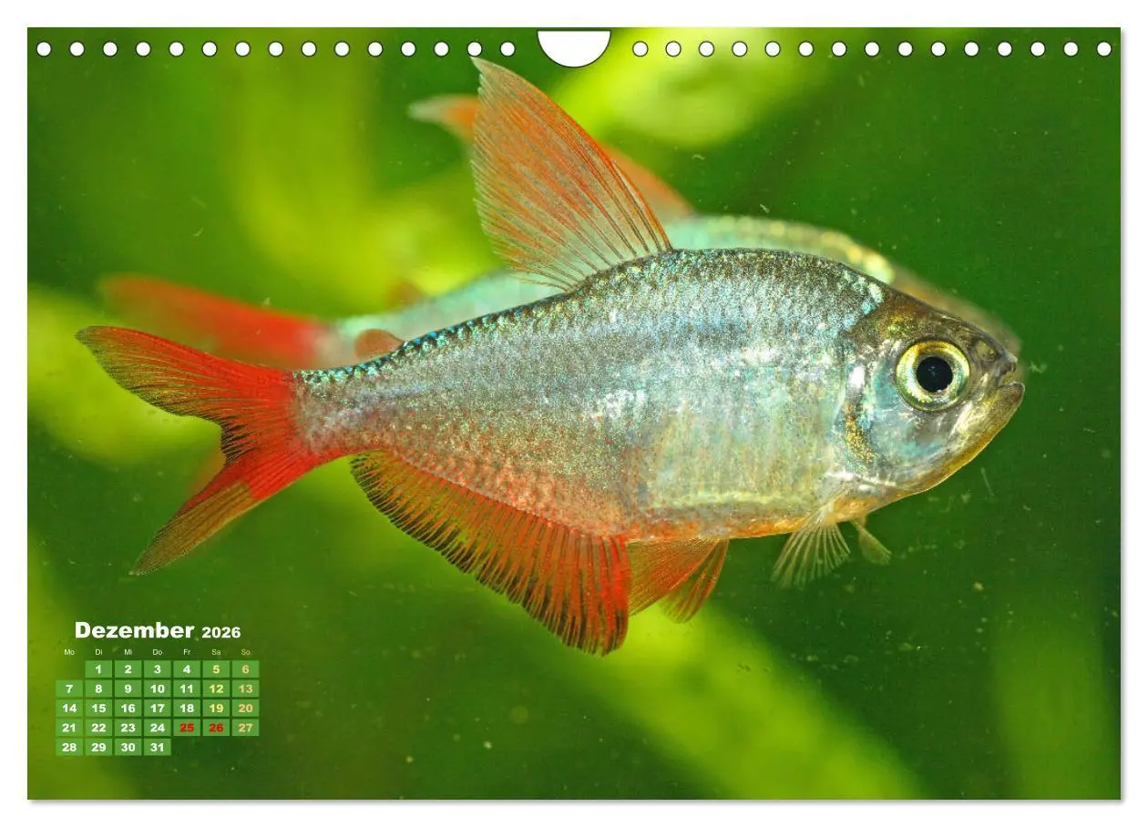 Bild: 9783457271094 | Glanz im Aquarium: Süßwasserfische (Wandkalender 2026 DIN A4 quer),...