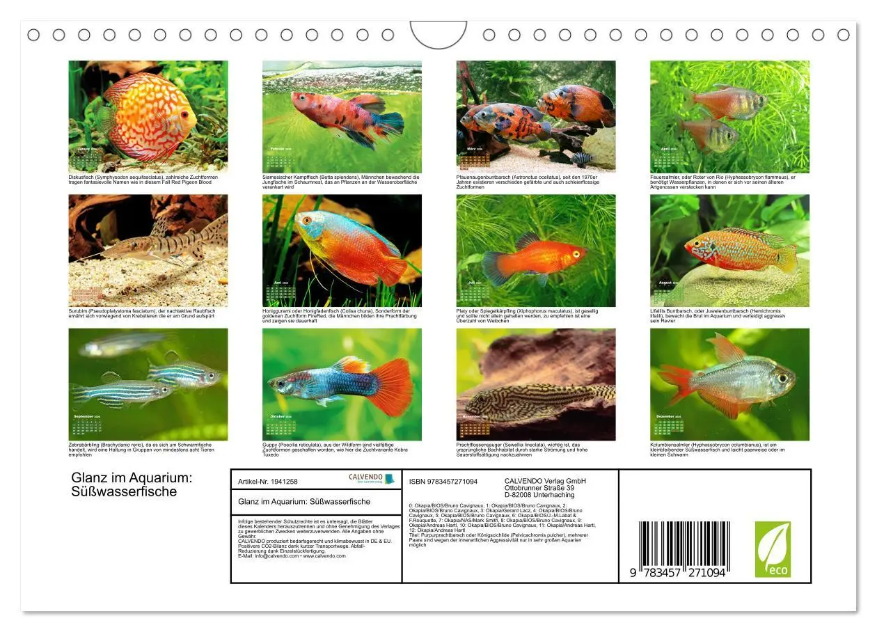 Bild: 9783457271094 | Glanz im Aquarium: Süßwasserfische (Wandkalender 2026 DIN A4 quer),...
