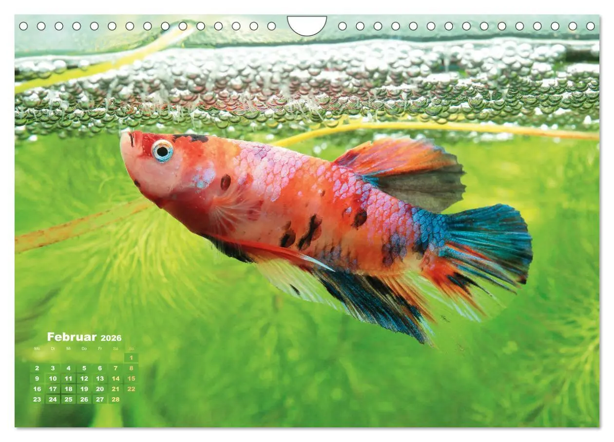 Bild: 9783457271094 | Glanz im Aquarium: Süßwasserfische (Wandkalender 2026 DIN A4 quer),...