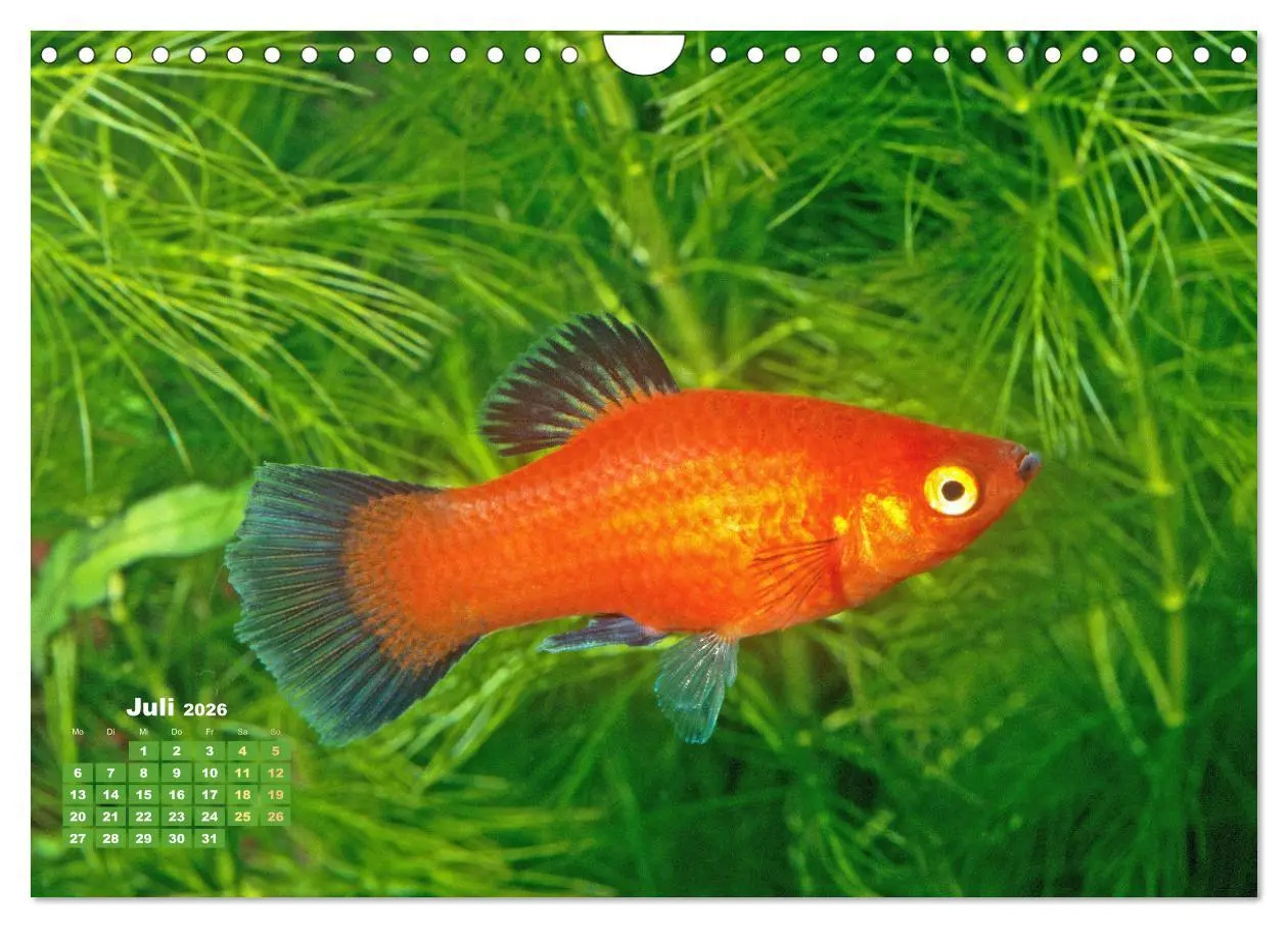 Bild: 9783457271094 | Glanz im Aquarium: Süßwasserfische (Wandkalender 2026 DIN A4 quer),...