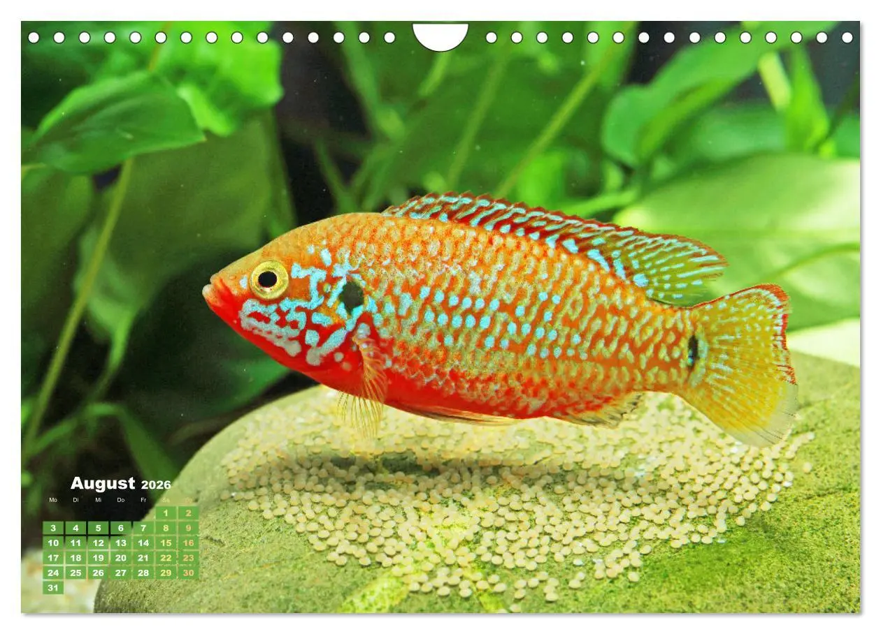 Bild: 9783457271094 | Glanz im Aquarium: Süßwasserfische (Wandkalender 2026 DIN A4 quer),...