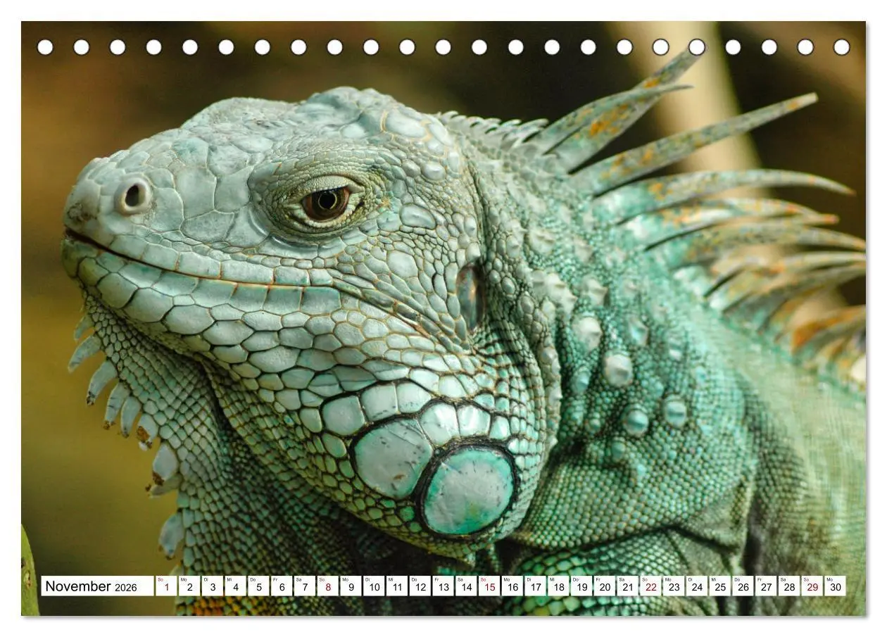 Bild: 9783457571194 | In der Welt der unterschiedlichsten Echsen (Tischkalender 2026 DIN...