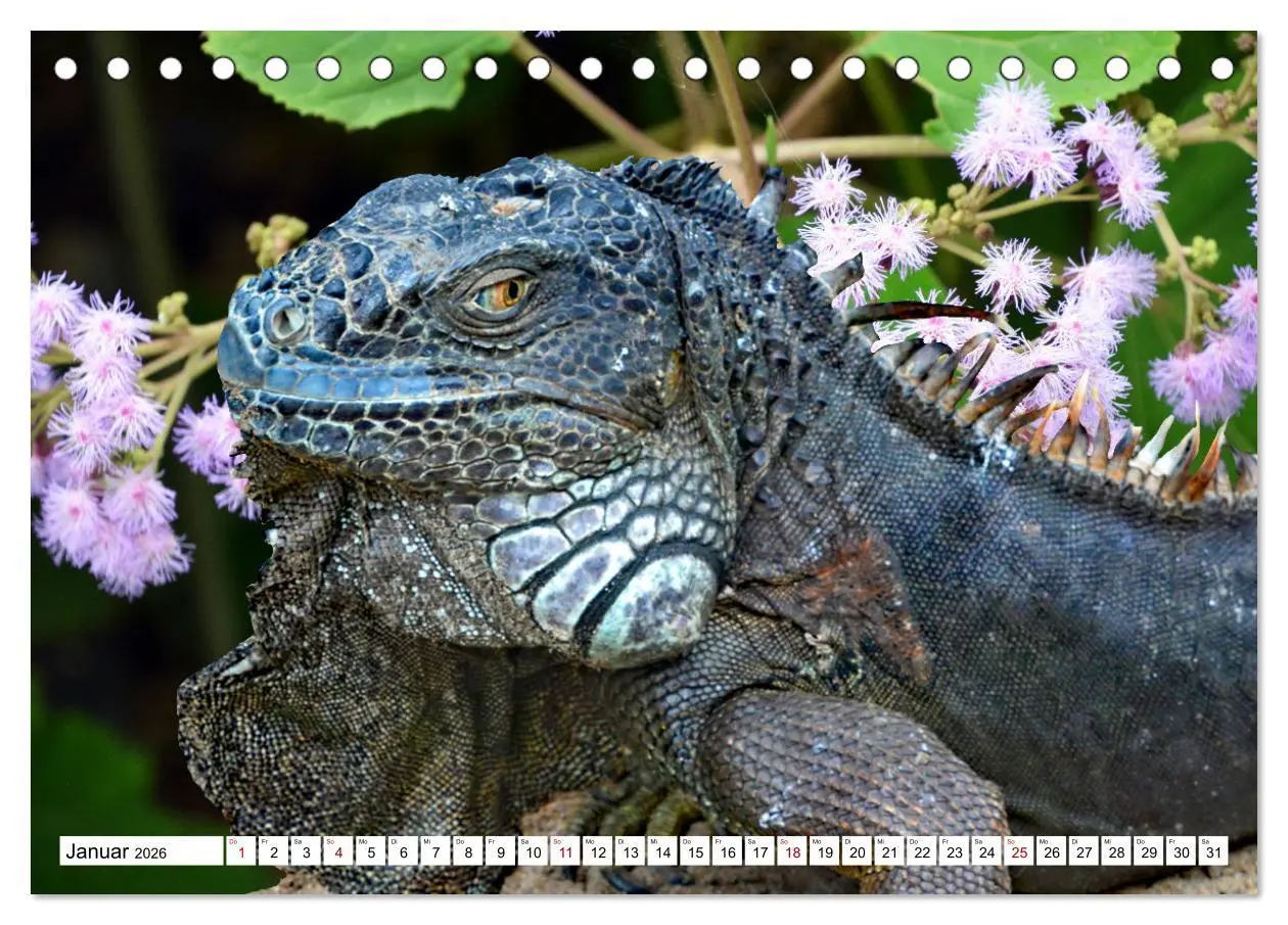 Bild: 9783457571194 | In der Welt der unterschiedlichsten Echsen (Tischkalender 2026 DIN...