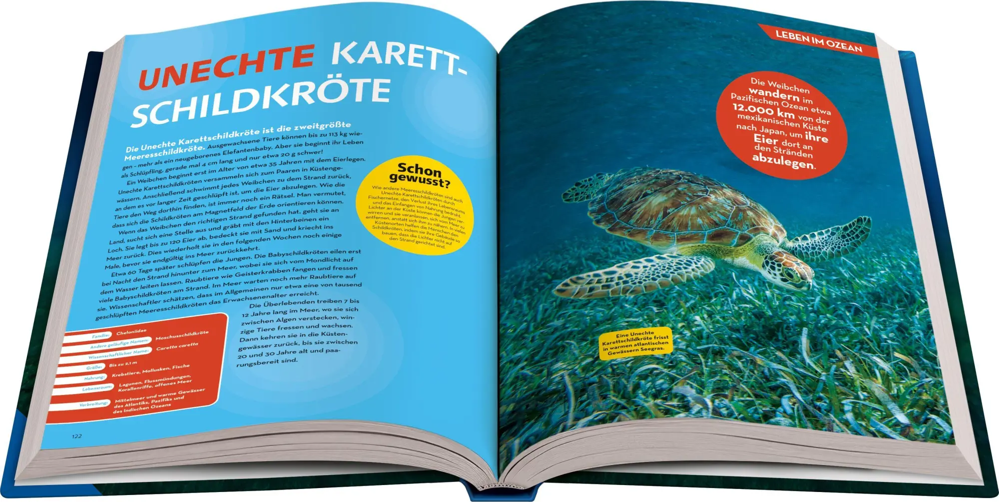 Bild: 9783473481194 | National Geographic Kids - Lexikon der Meere | Christina Wilsdon