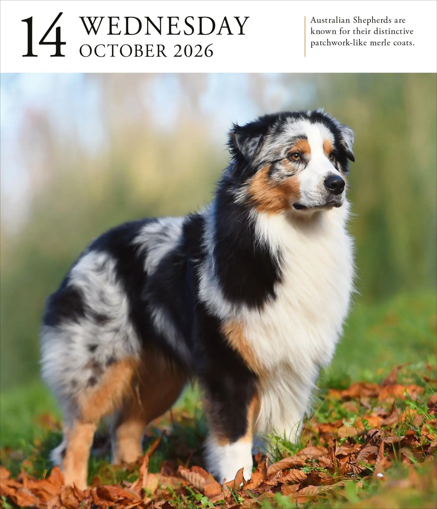 Bild: 9781523531394 | Dog Page-A-Day(r) Gallery Calendar 2026 | Workman Calendars | Kalender