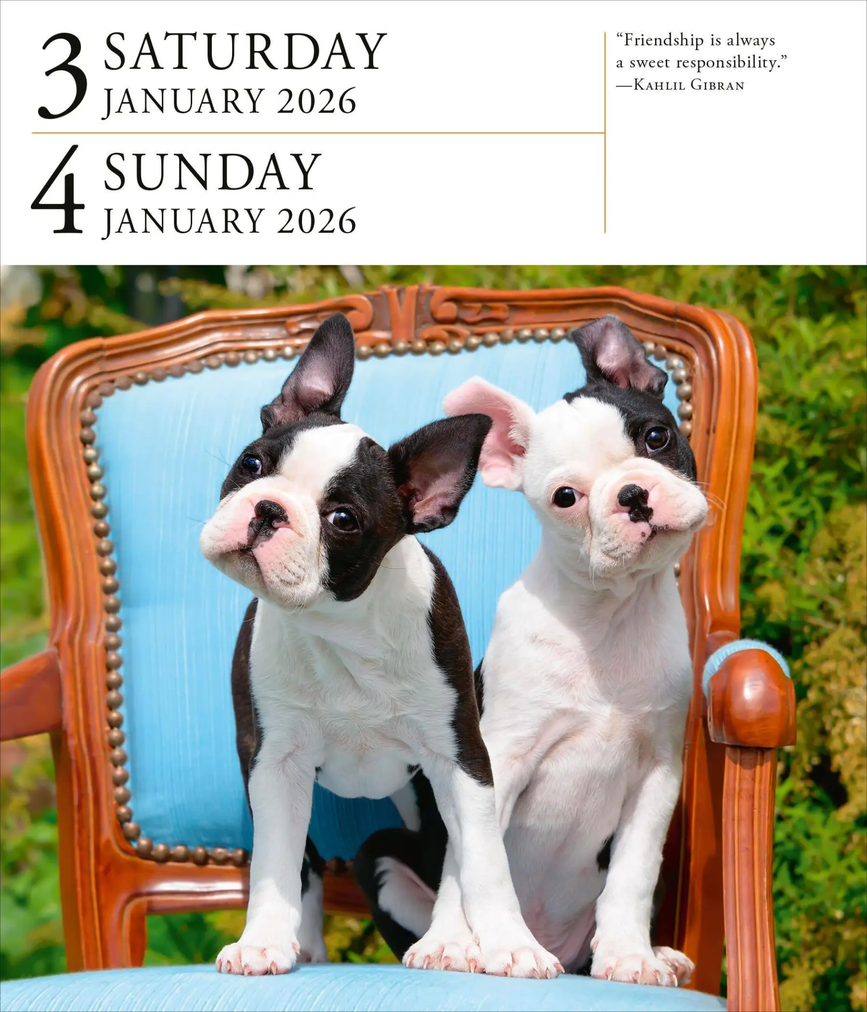 Bild: 9781523531394 | Dog Page-A-Day(r) Gallery Calendar 2026 | Workman Calendars | Kalender