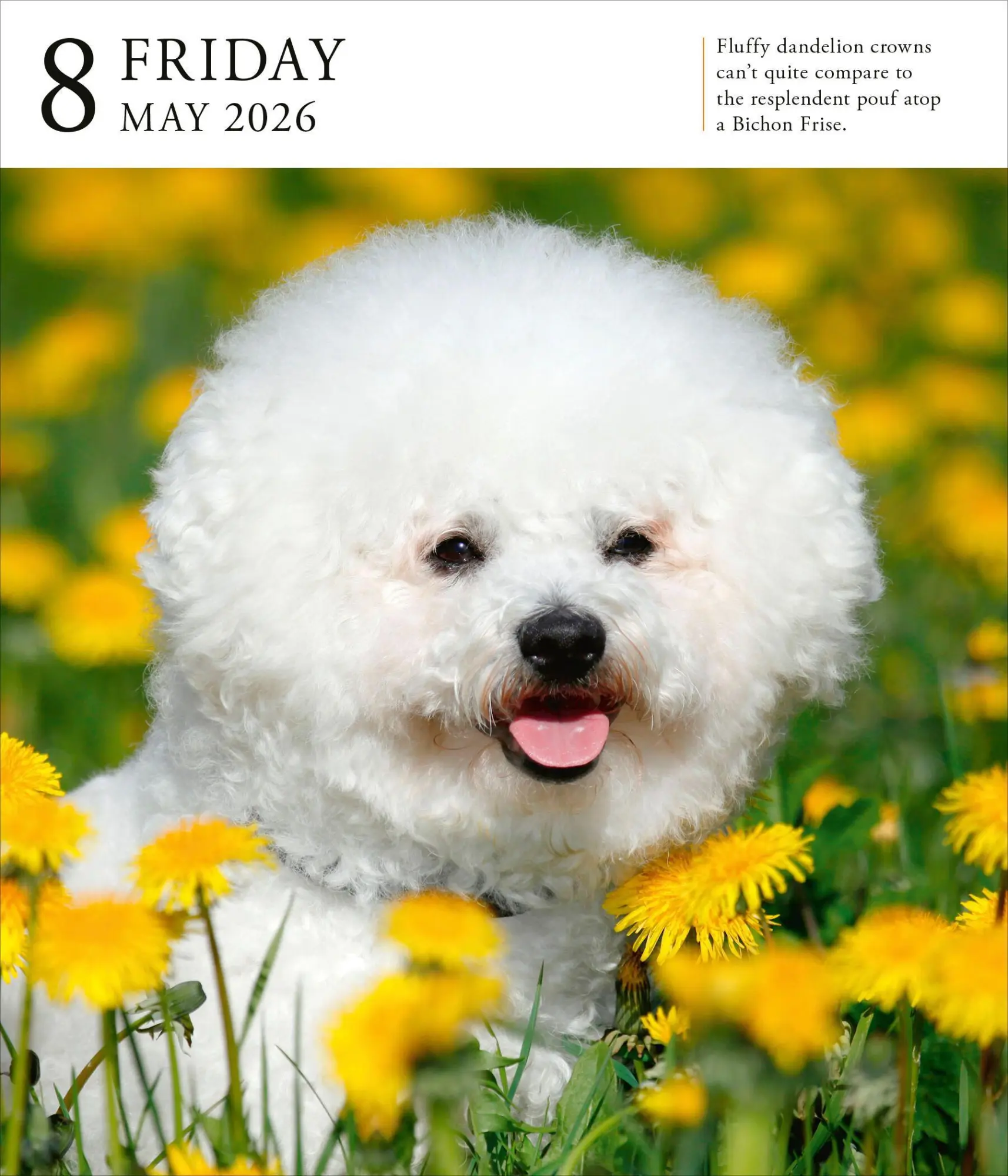 Bild: 9781523531394 | Dog Page-A-Day(r) Gallery Calendar 2026 | Workman Calendars | Kalender