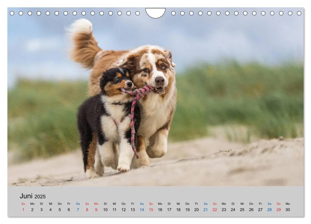 Bild: 9783435151394 | Australian Shepherd Welpen 2025 (Wandkalender 2025 DIN A4 quer),...