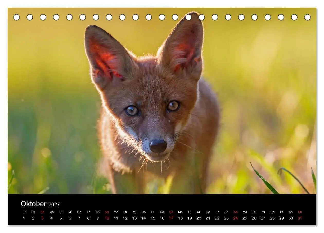 Bild: 9783594161494 | Füchse in freier Natur (Tischkalender 2027 DIN A5 quer), CALVENDO...