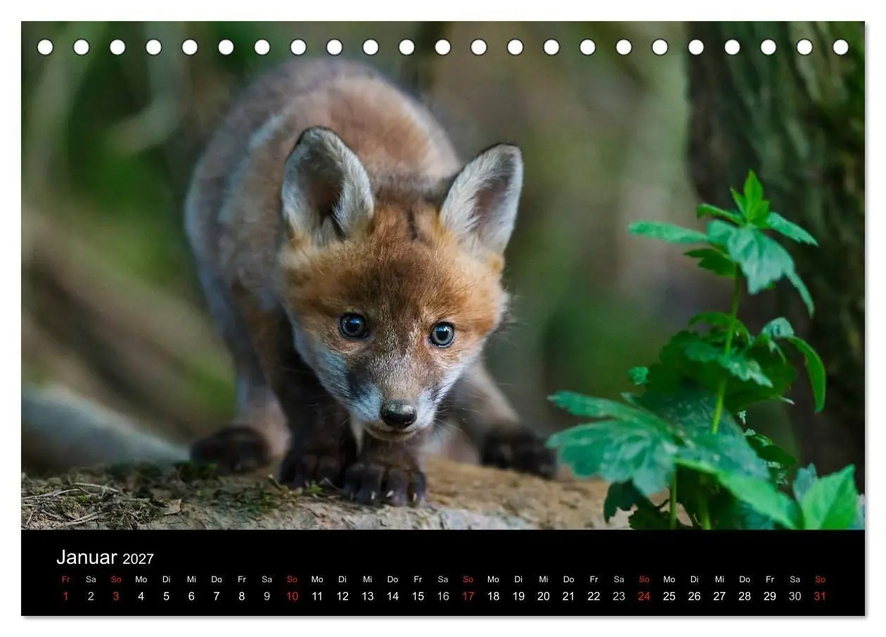 Bild: 9783594161494 | Füchse in freier Natur (Tischkalender 2027 DIN A5 quer), CALVENDO...