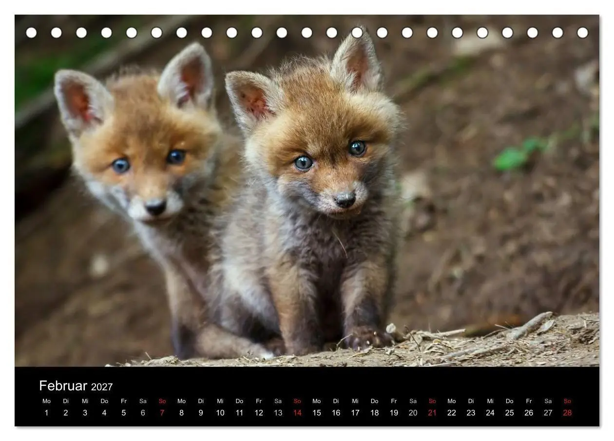 Bild: 9783594161494 | Füchse in freier Natur (Tischkalender 2027 DIN A5 quer), CALVENDO...