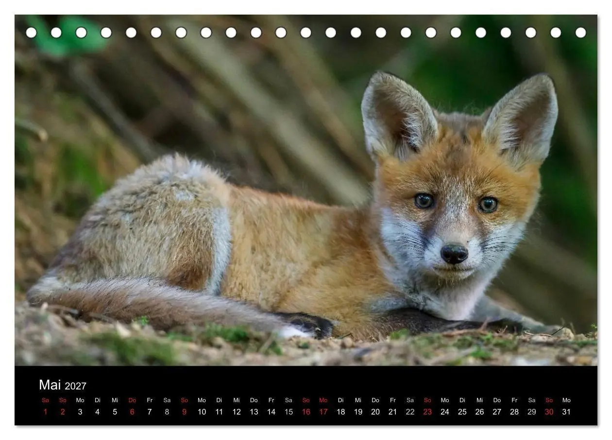 Bild: 9783594161494 | Füchse in freier Natur (Tischkalender 2027 DIN A5 quer), CALVENDO...