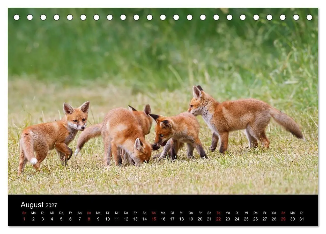 Bild: 9783594161494 | Füchse in freier Natur (Tischkalender 2027 DIN A5 quer), CALVENDO...