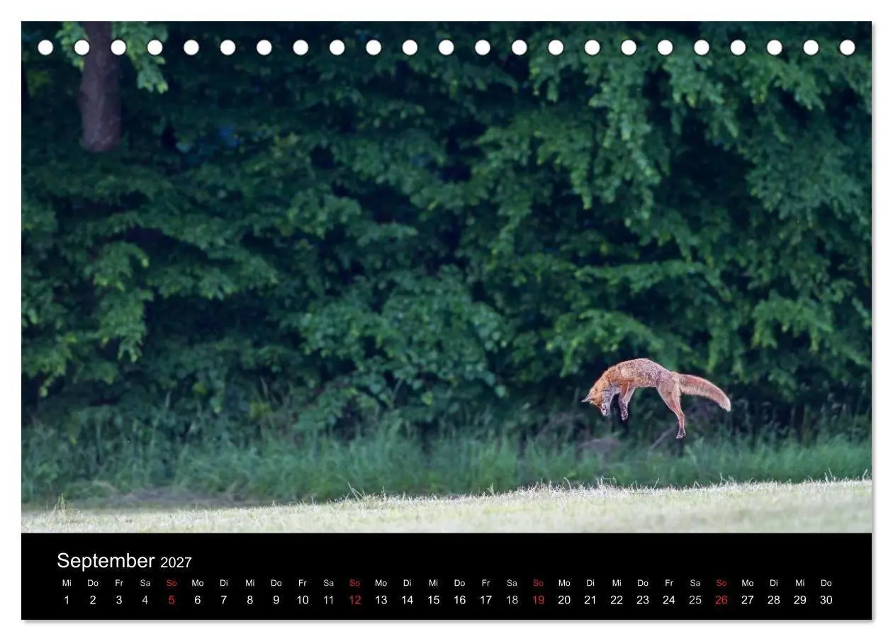 Bild: 9783594161494 | Füchse in freier Natur (Tischkalender 2027 DIN A5 quer), CALVENDO...