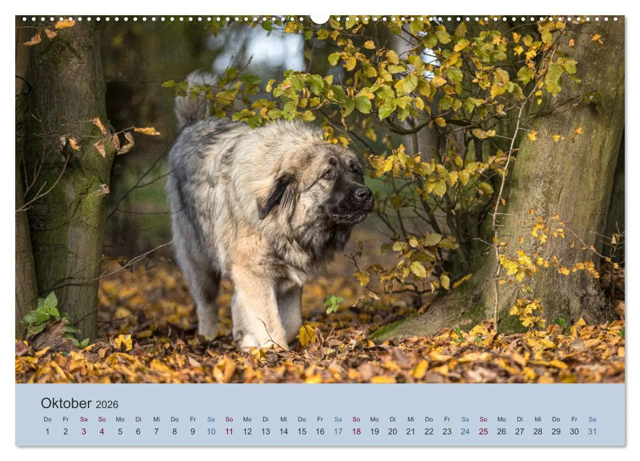 Bild: 9783457451694 | Kaukasischer Owtscharka (hochwertiger Premium Wandkalender 2026 DIN...