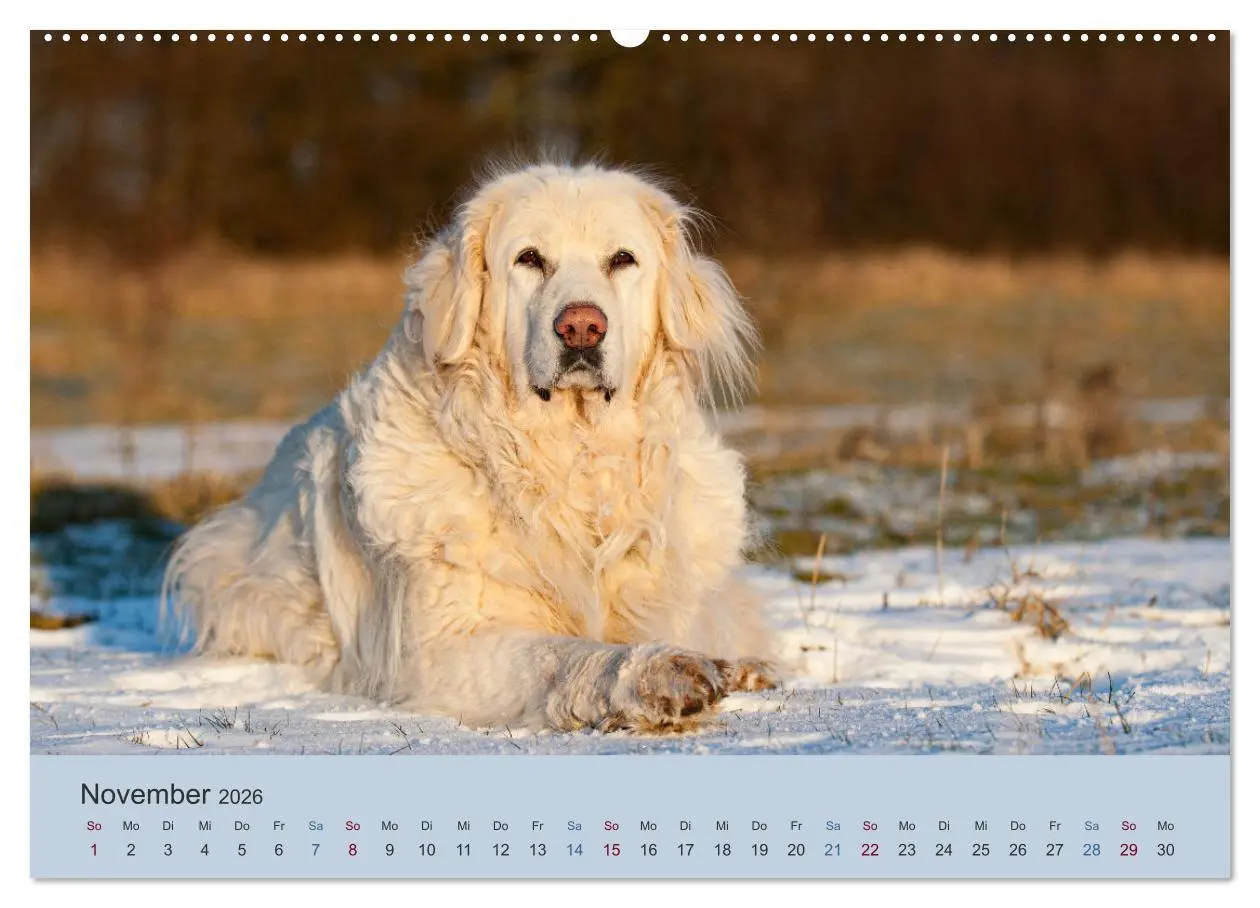 Bild: 9783457451694 | Kaukasischer Owtscharka (hochwertiger Premium Wandkalender 2026 DIN...