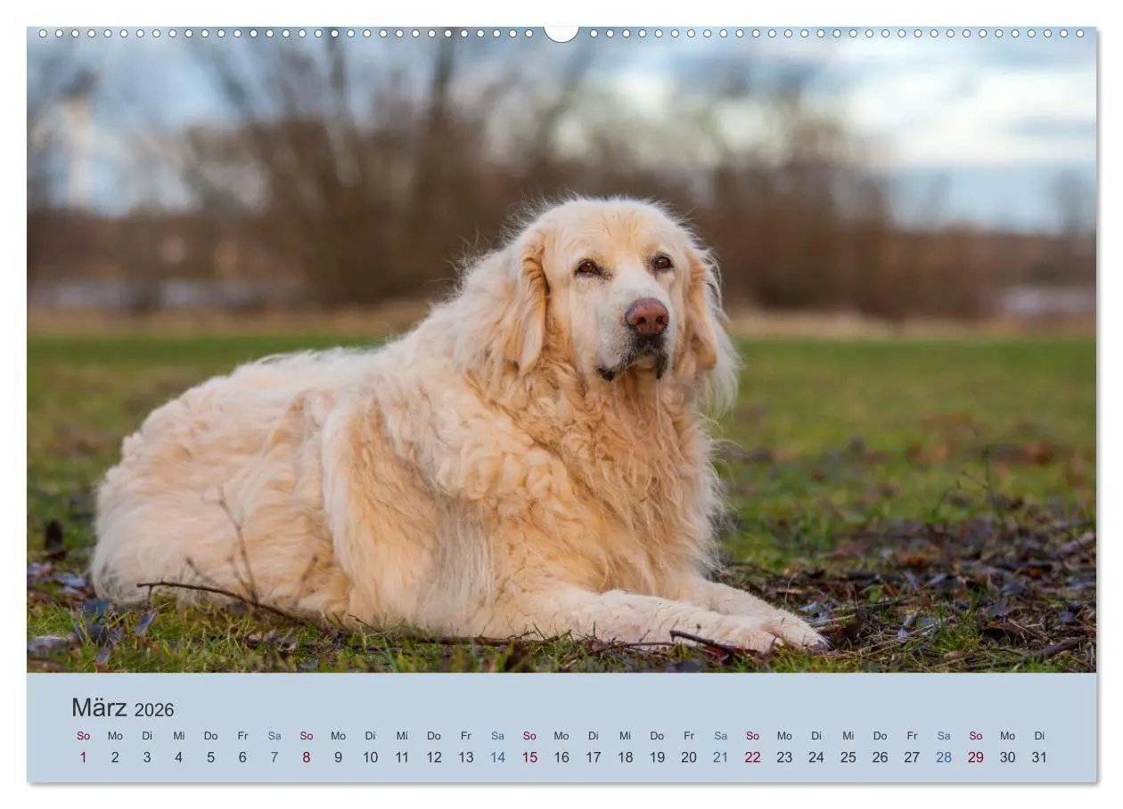Bild: 9783457451694 | Kaukasischer Owtscharka (hochwertiger Premium Wandkalender 2026 DIN...
