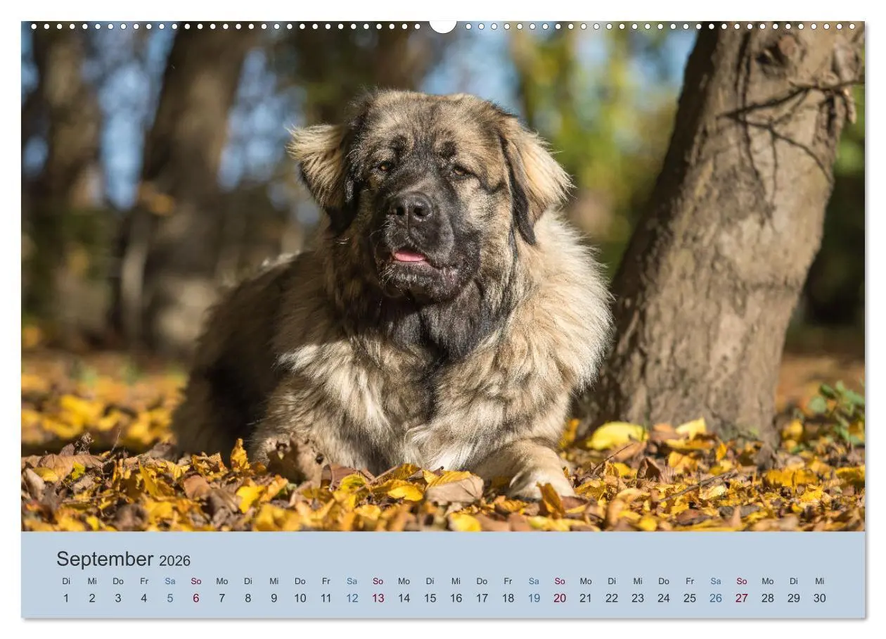 Bild: 9783457451694 | Kaukasischer Owtscharka (hochwertiger Premium Wandkalender 2026 DIN...