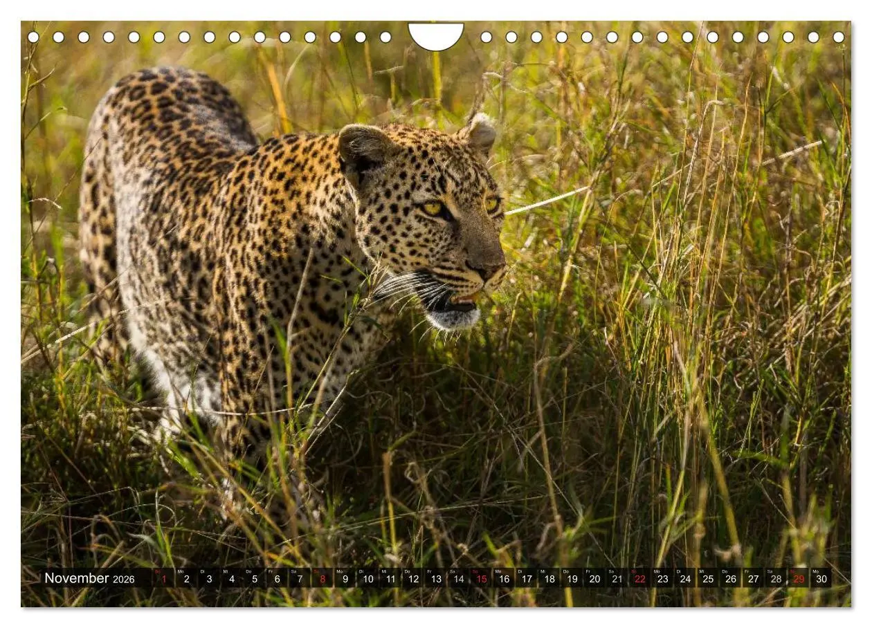 Bild: 9783516161694 | Kenia 2026 (Wandkalender 2026 DIN A4 quer), CALVENDO Monatskalender