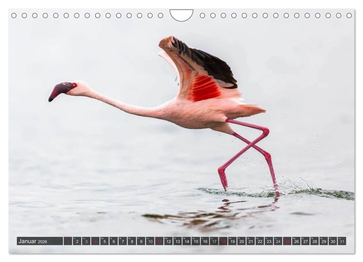 Bild: 9783516161694 | Kenia 2026 (Wandkalender 2026 DIN A4 quer), CALVENDO Monatskalender