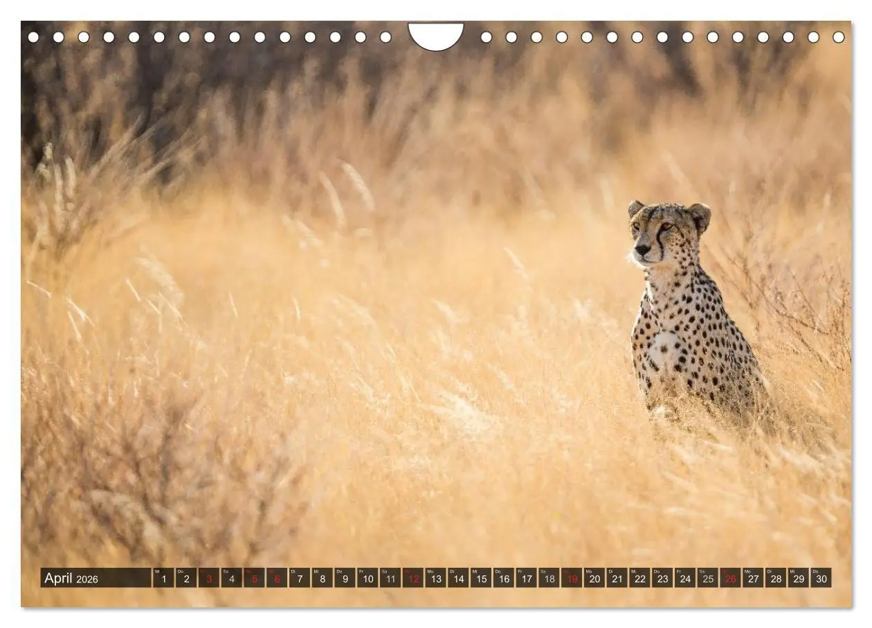 Bild: 9783516161694 | Kenia 2026 (Wandkalender 2026 DIN A4 quer), CALVENDO Monatskalender