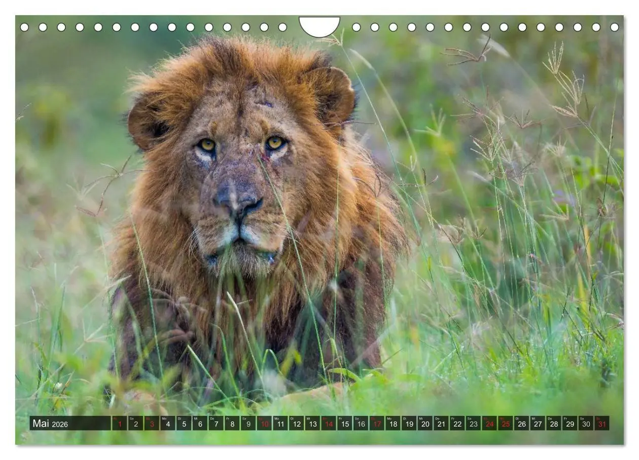Bild: 9783516161694 | Kenia 2026 (Wandkalender 2026 DIN A4 quer), CALVENDO Monatskalender
